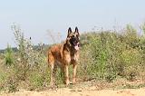 MALINOIS 250